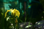 Iris jaune des marais