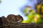 Petit ecureuil